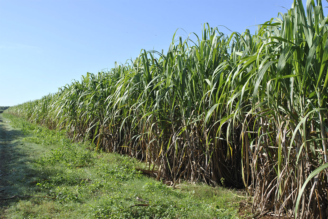 Une Plantation De Canne Sucre En R publique Dominicaine Melgempassions Une Plantation De Canne Sucre En R publique Dominicaine Melgempassions
